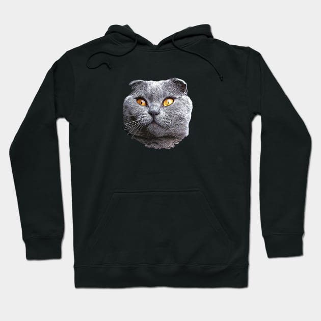 Scottish Fold Blue Beauty Hoodie by ElegantCat